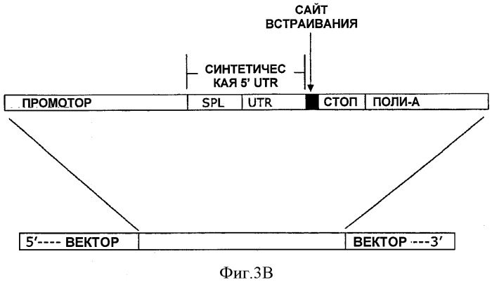 Синтетические 5 utr (нетранслируемые области), экспрессионные векторы и способ повышения трансгенной экспрессии (патент 2524431)
