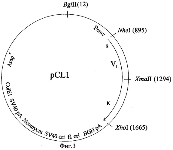 Рекомбинантная плазмидная днк pсl1, кодирующая полипептид со свойствами легкой цепи антитела человека против вируса эбола, рекомбинантная плазмидная днк рсн1, кодирующая полипептид со свойствами тяжелой цепи указанного антитела, и их применение (патент 2285043)