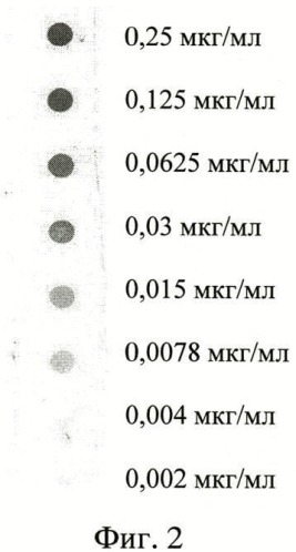 Штамм гибридных культивируемых клеток животных mus musculus 13f8 - продуцент моноклональных антител, специфичных к капсульному f1 антигену yersinia pestis (патент 2460788)