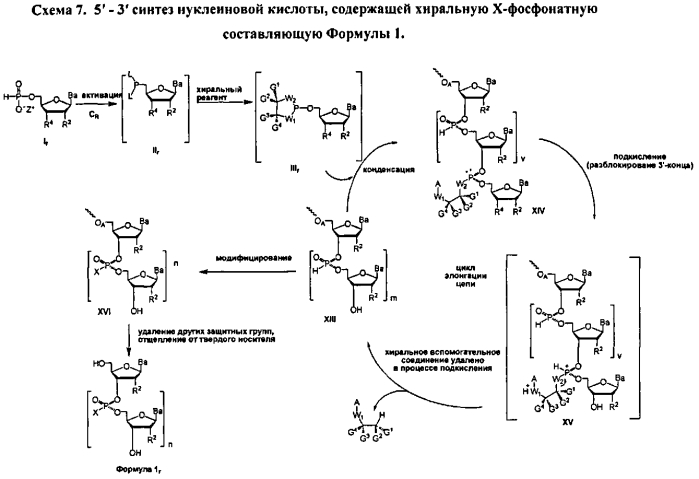 Способ синтеза модифицированных по атому фосфора нуклеиновых кислот (патент 2572826)