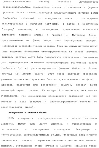 Антитела, сконструированные на основе цистеинов, и их конъюгаты (патент 2412947)