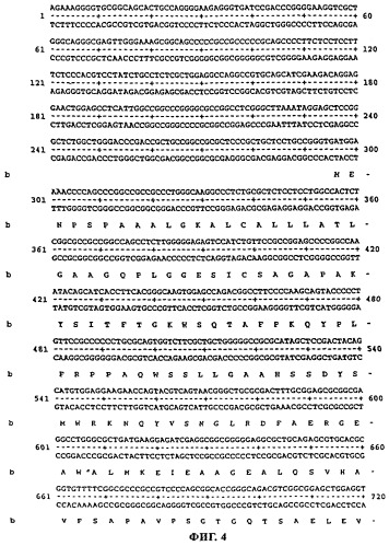 Днк, кодирующая новый пептид rg1 (патент 2283130)