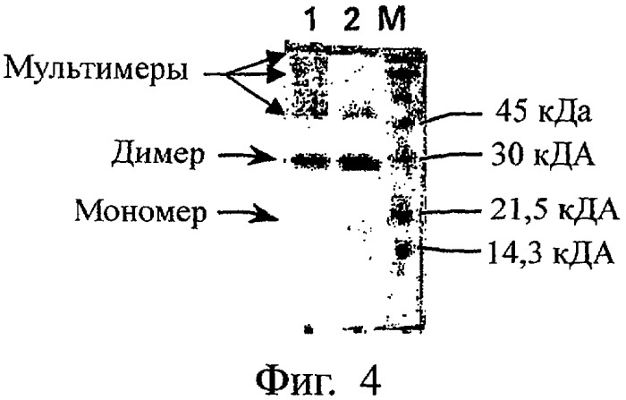 Мутеины плацентарного фактора роста 1 типа, способ их получения и применение (патент 2344172)