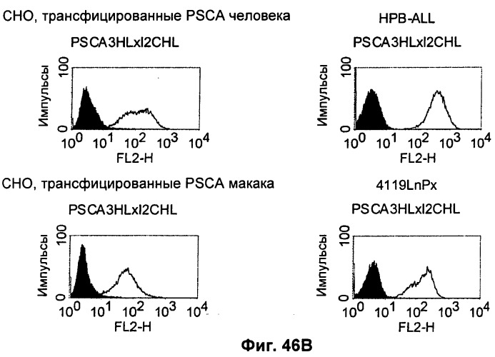 Pscaxcd3, cd19xcd3, c-metxcd3, эндосиалинxcd3, epcamxcd3, igf-1rxcd3 или fap-альфаxcd3 биспецифическое одноцепочечное антитело с межвидовой специфичностью (патент 2547600)