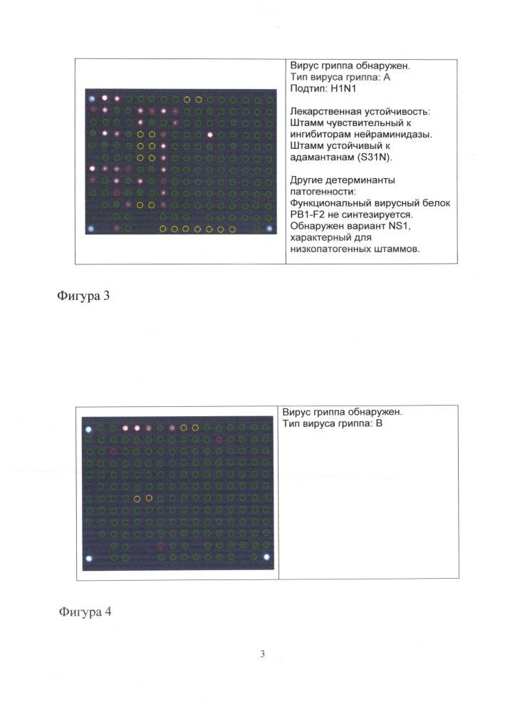 Способ идентификации рнк вирусов гриппа а и в с одновременным определением вариантов гемагглютинина и нейраминидазы вируса гриппа а, идентификацией генетических маркеров патогенности и устойчивости к противогриппозным препаратам на биологических микрочипах, биочип, набор олигонуклеотидных зондов, используемые в способе (патент 2603000)