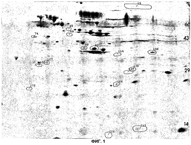 Живая аттенуированная бактерия mycoplasma, вакцина содержащая ее и способ идентификации такой бактерии (патент 2473682)