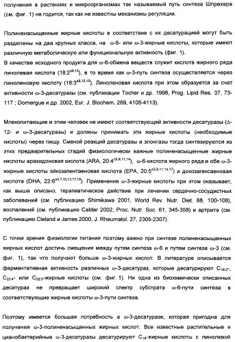 Способ получения полиненасыщенных кислот жирного ряда в трансгенных организмах (патент 2447147)