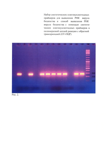 Набор синтетических олигонуклеотидных праймеров для выявления рнк вируса бешенства и способ выявления рнк вируса бешенства с помощью синтетических олигонуклеотидных праймеров в полимеразной цепной реакции с обратной транскрипцией (от-пцр) (патент 2575088)