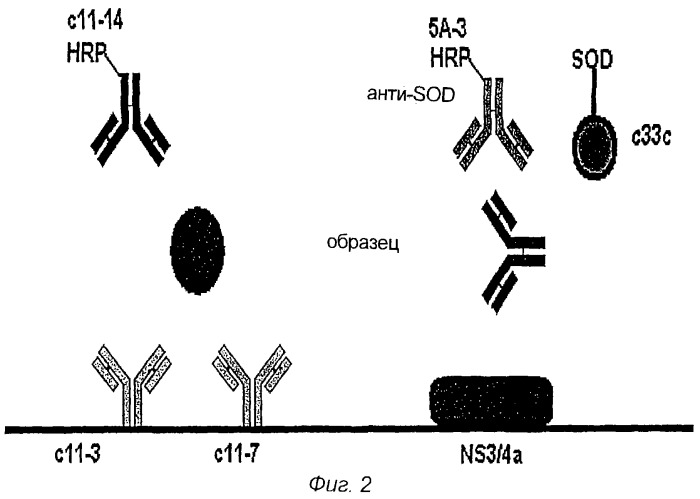 Определение комплекса hcv-антиген/антитело (патент 2274863)