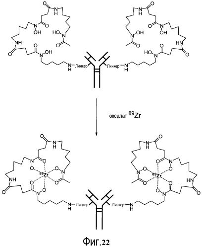 Конъюгаты меченных радиоактивным цирконием сконструированных антител с цистеиновыми заменами (патент 2562862)
