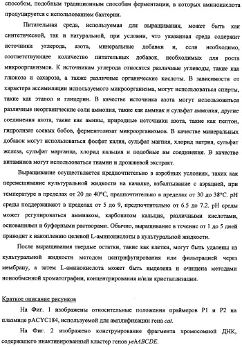 Способ получения l-треонина и l-аргинина с использованием бактерии, принадлежащей к роду escherichia, в которой инактивирован кластер генов yehabcde (патент 2337960)