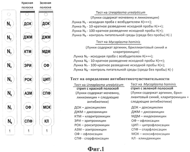 Набор для лабораторной диагностики инфекций, вызываемых mycoplasma hominis и ureaplasma urealyticum (патент 2553548)