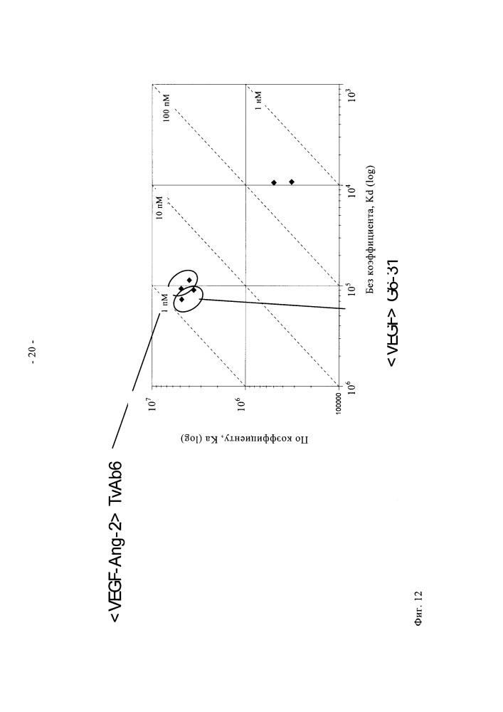 Биспецифические анти-vegf/анти-ang-2 антитела (патент 2640253)