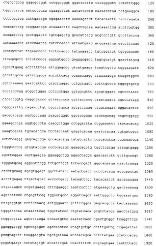 Psma×cd3 биспецифическое одноцепочечное антитело с межвидовой специфичностью (патент 2559531)