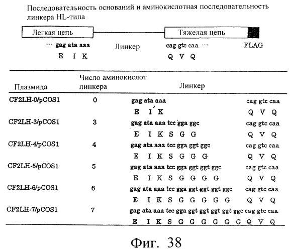 Модифицированное агонистическое антитело (патент 2295537)