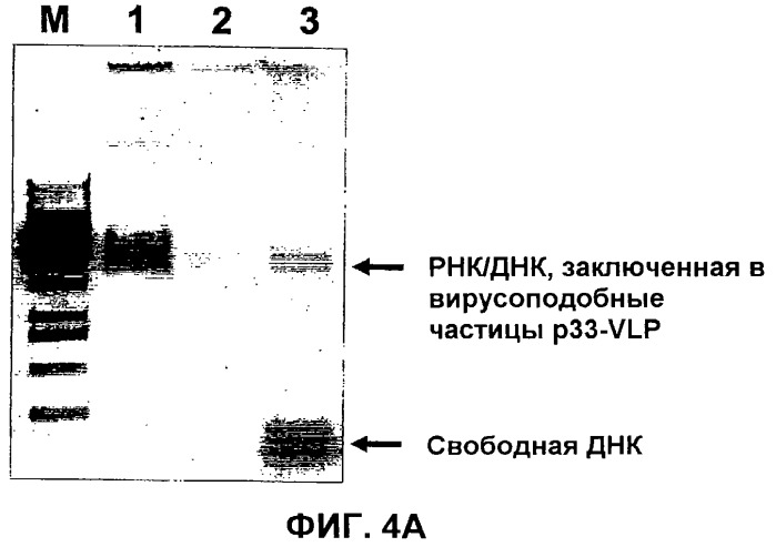 Композиции, содержащие cpg-олигонуклеотиды и вирусоподобные частицы, для применения в качестве адъювантов (патент 2322257)