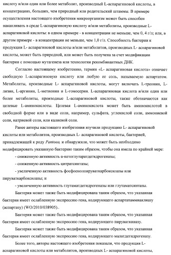 Бактерия семейства enterobacteriaceae - продуцент l-аспарагиновой кислоты или метаболитов, производных l-аспарагиновой кислоты, и способ получения l-аспарагиновой кислоты или метаблитов, производных l-аспарагиновой кислоты (патент 2472853)