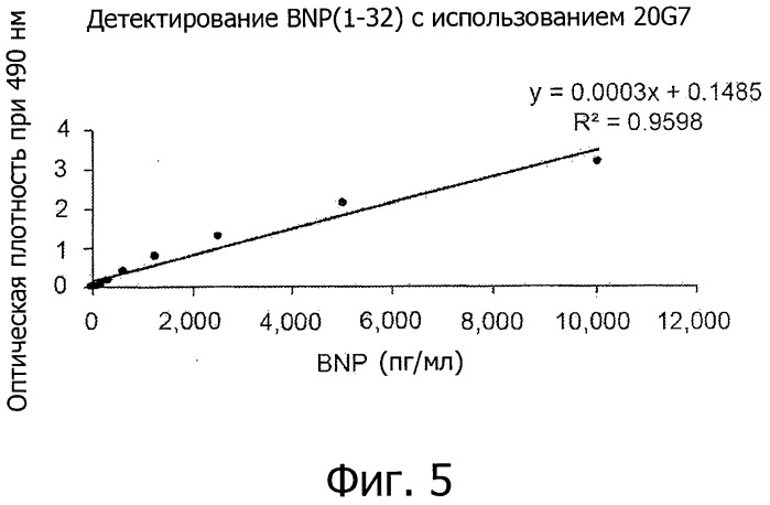 Новый эпитоп bnp (1-32) и антитела, направленные против указанного эпитопа (патент 2511033)