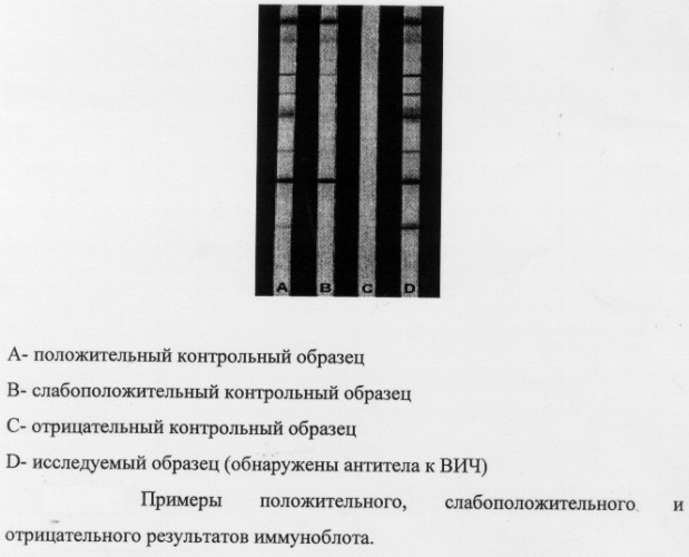 Иммуноферментная тест-система для идентификации спектра антител к вич 1 и 2 выявления антигена вич 1 (p24) &quot;дс-ифа-анти-вич 1 и 2, вич 1 группы о-спектр+аг p24 вич 1&quot; (патент 2283497)