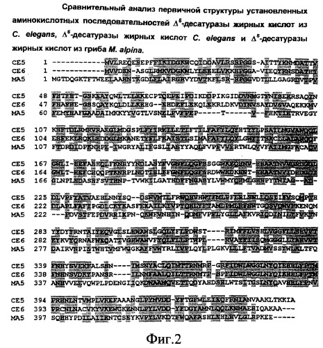 Биологически активная животная  5 - десатураза жирных кислот, кодирующая её последовательность днк, клонирующий и экспрессирующий векторы, содержащие указанную последовательность, способ получения полиненасыщенных жирных кислот, способ превращения дигомо--линоленовой кислоты в арахидоновую кислоту, зонд (варианты) и способ выявления  5 - десатуразы с его использованием (патент 2266330)