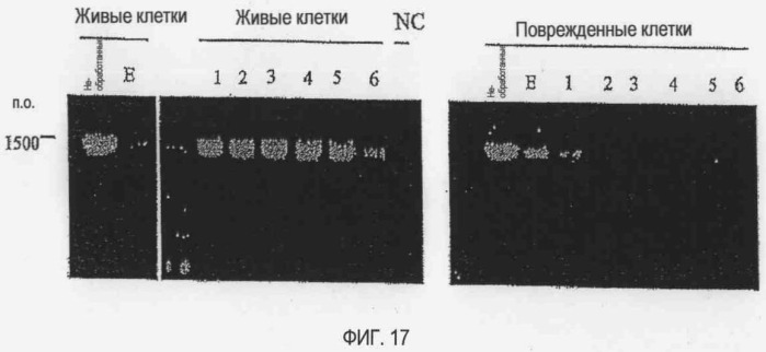 Способ детекции микроорганизма и набор для детекции микроорганизма (патент 2395583)