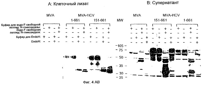 Рекомбинантный модифицированный вирус вакцины анкара, способный экспрессировать структурные антигены вируса гепатита с (патент 2270860)