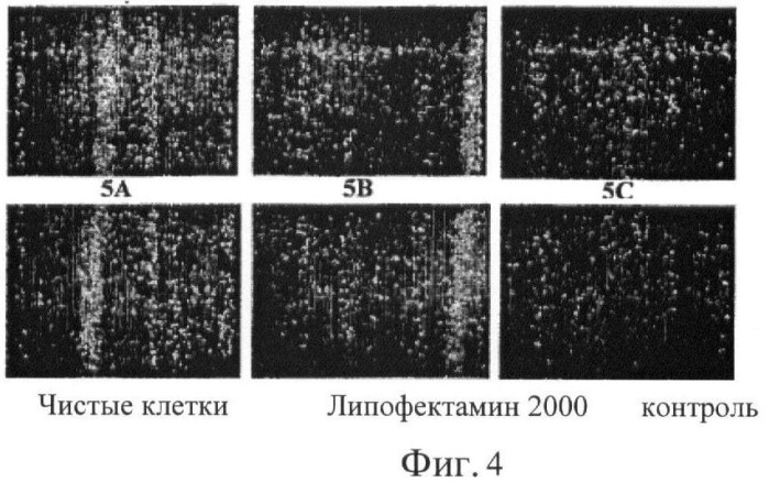 Биодеградируемые катионные полимеры (патент 2440380)