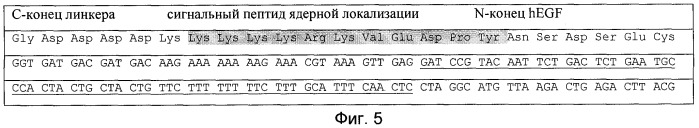 Пептидный вектор, способ его получения, нуклеотидная последовательность, рекомбинантная плазмидная днк и штамм escherichia coli b-8389 вкпм для его получения, способ генетической модификации клеток млекопитающих и человека (патент 2248983)