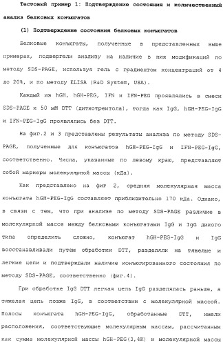 Физиологически активный полипептидный конъюгат, обладающий пролонгированным периодом полувыведения in vivo (патент 2312868)