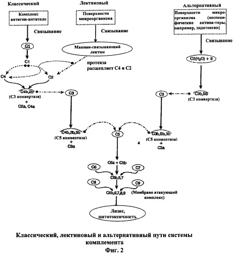 Иммуногенная композиция и способ разработки вакцины, основанной на участках связывания фактора н (патент 2364413)