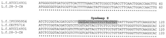 Способ видовой идентификации лактобацилл l.casei/paracasei, l.fermentum, l.plantarum и l.rhamnosus (патент 2508406)