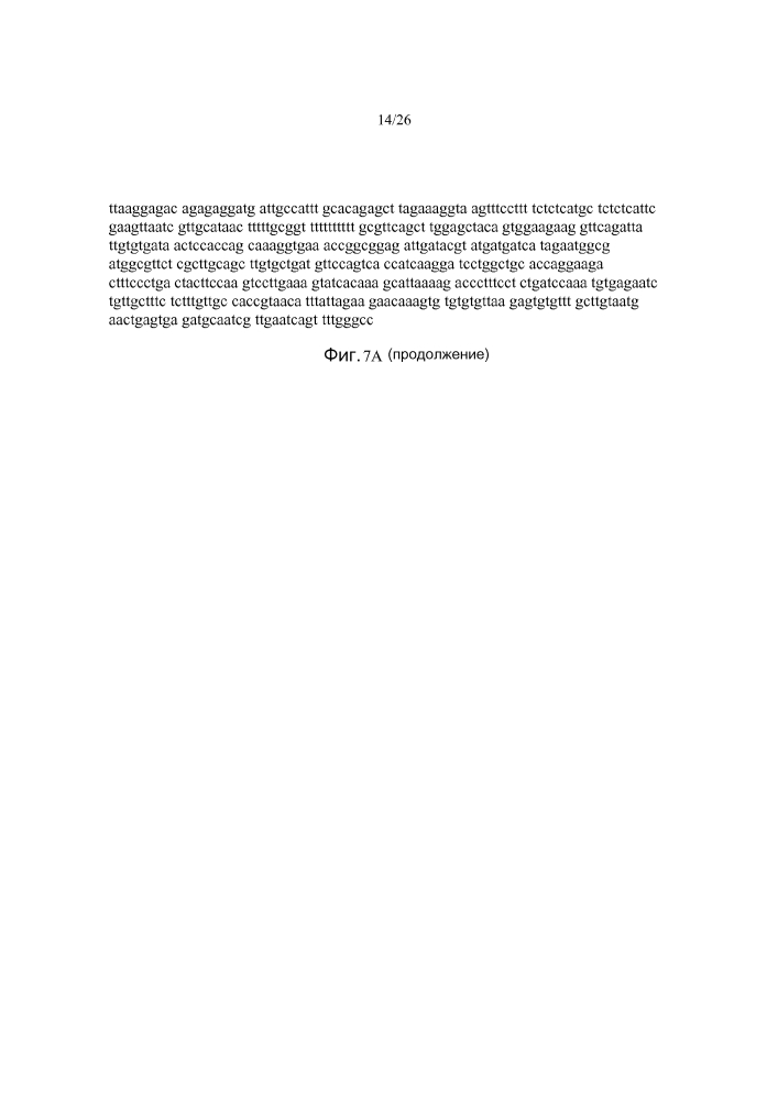 Конструкт и способ для экспрессии трансгенов с использованием двунаправленного конститутивного промотора brassica (патент 2619178)