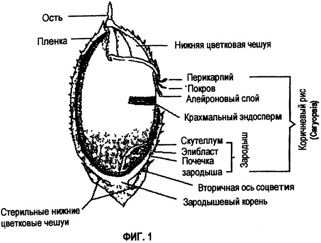 Способ экстракции антоцианинов из черного риса и их композиция (патент 2336088)