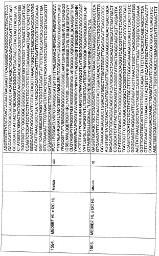 Pscaxcd3, cd19xcd3, c-metxcd3, эндосиалинxcd3, epcamxcd3, igf-1rxcd3 или fap-альфаxcd3 биспецифическое одноцепочечное антитело с межвидовой специфичностью (патент 2547600)