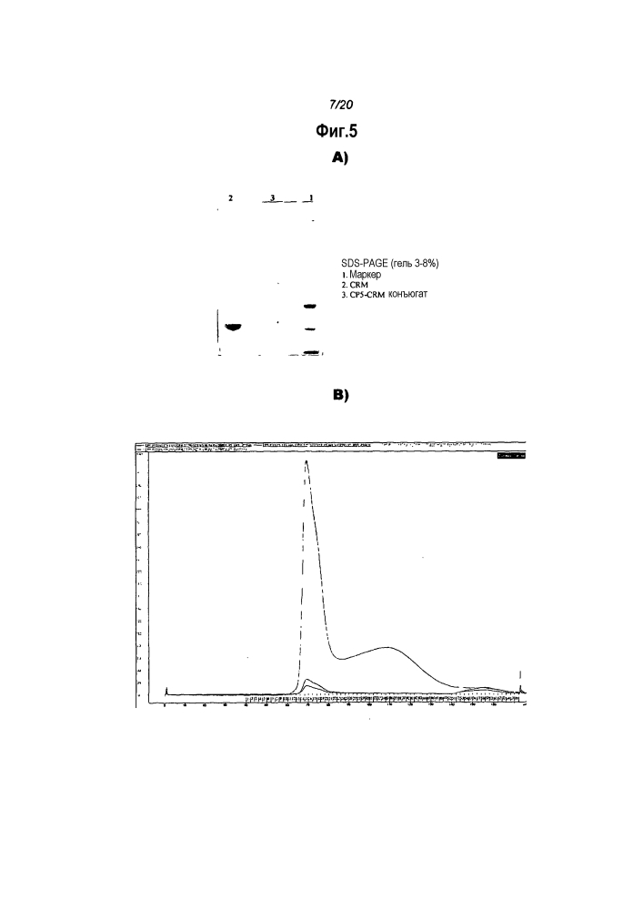 Конъюгация капсульных полисахаридов staphylococcus aureus типа 5 и типа 8 (патент 2603267)