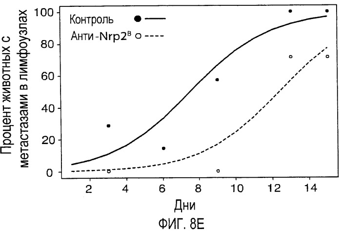 Ингибирование метастазов опухоли антителами против нейропилина-2 (патент 2437677)