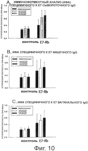 Стабильный вектор конститутивно высокой экспрессии для получения вакцины против впч и трансформированные этим вектором рекомбинантные молочнокислые бактерии (патент 2492240)