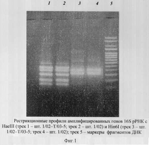 Штамм arthrospira platensis (nordst.) geitl. 1/02-t/03-5 - продуцент белковой биомассы (патент 2322489)