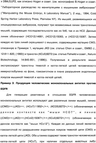 Человеческие моноклональные антитела к рецептору эпидермального фактора роста (egfr), способ их получения и их использование, гибридома, трансфектома, трансгенное животное, экспрессионный вектор (патент 2335507)