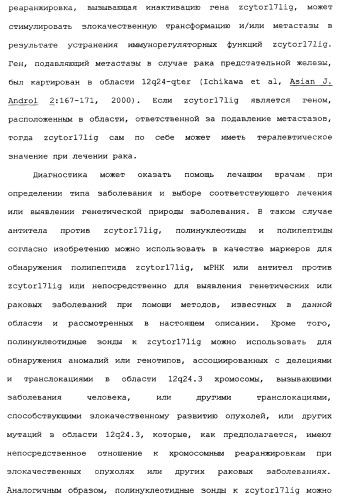 Новый лиганд рецептора цитокина zcytor17 (патент 2360923)