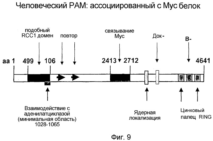 Применение рам (патент 2345785)
