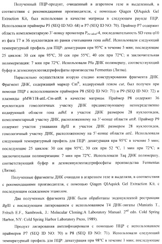 Бактерия - продуцент 1-бутанола и способ получения 1-бутанола (патент 2431672)