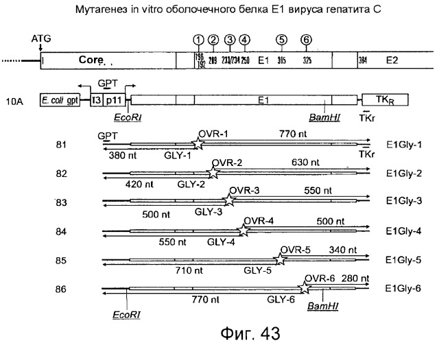 Очищенные оболочечные белки вируса гепатита с для диагностического и терапевтического применения (патент 2319505)