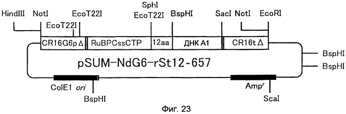 Метаболизирующий гербицид белок, его ген и их применение (патент 2532104)