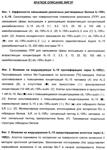 Соединение, предназначенное для стимуляции пути передачи сигнала через il-15rбета/гамма, с целью индуцировать и/или стимулировать активацию и/или пролиферацию il-15rбета/гамма-положительных клеток, таких как nk-и/или t-клетки, нуклеиновая кислота, кодирующая соединение, вектор экспрессии, клетка-хозяин, адъювант для иммунотерапевтической композиции, фармацевтическая композиция и лекарственное средство для лечения состояния или заболевания, при котором желательно повышение активности il-15, способ in vitro индукции и/или стимуляции пролиферации и/или активации il-15rбета/гамма-положительных клеток и способ получения in vitro активированных nk-и/или t-клеток (патент 2454463)