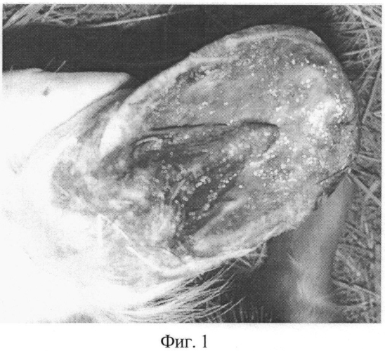 Способ лечения и профилактики заболеваний дистального участка конечностей у копытных (патент 2556677)