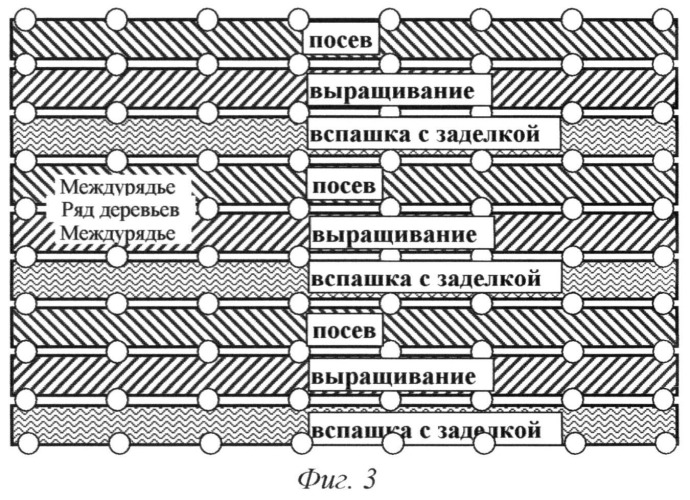 Способ защиты почв от эрозии на склонах в садах и лесных насаждениях (патент 2527084)