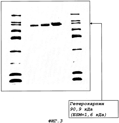 Гетерокарпин, белок растительного происхождения, обладающий противораковыми свойствами (патент 2317097)