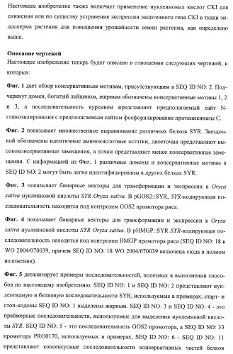 Растения, имеющие улучшенные характеристики роста, и способы их получения (патент 2463352)
