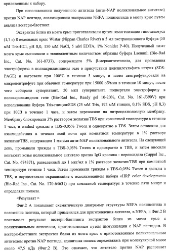 Способ получения фактора, связанного с контролем над потреблением пищи и/или массой тела, полипептид, обладающий активностью подавления потребления пищи и/или прибавления в весе, молекула нуклеиновой кислоты, кодирующая полипептид, способы и применение полипептида (патент 2418002)